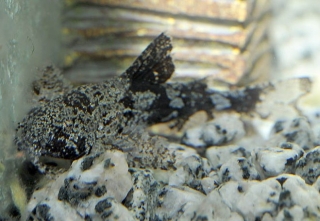 Erethistes pusillus Erethistes pusillus