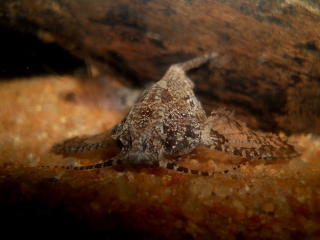 Erethistes pusillus Erethistes pusillus