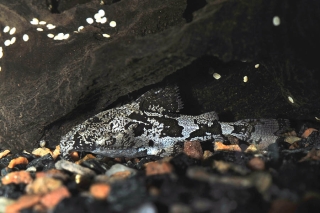 Erethistes pusillus Erethistes pusillus