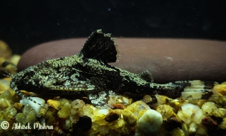 Erethistes pusillus Erethistes pusillus