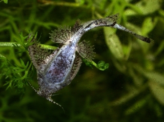 Erethistes pusillus Erethistes pusillus