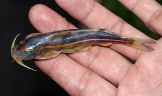 Glyptothorax laosensis Glyptothorax laosensis