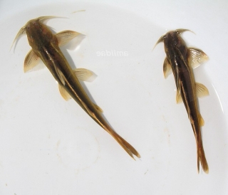 Glyptothorax laosensis Glyptothorax laosensis