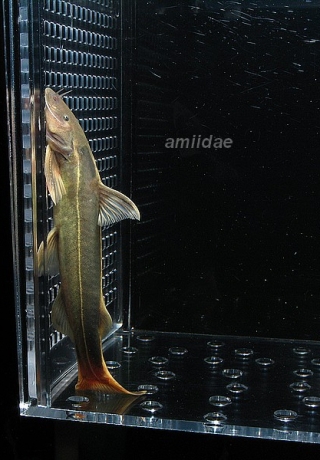 Glyptothorax laosensis Glyptothorax laosensis