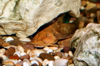 Glyptothorax rugimentum Glyptothorax rugimentum