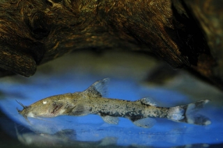 Glyptothorax rugimentum Glyptothorax rugimentum