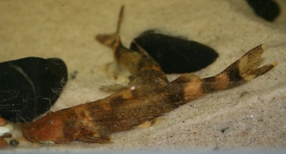 Glyptothorax rugimentum Glyptothorax rugimentum