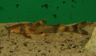 Glyptothorax rugimentum Glyptothorax rugimentum