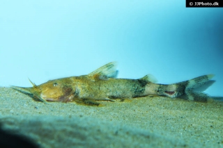 Glyptothorax rugimentum Glyptothorax rugimentum