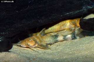 Glyptothorax rugimentum Glyptothorax rugimentum