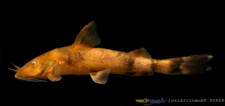 Glyptothorax rugimentum Glyptothorax rugimentum