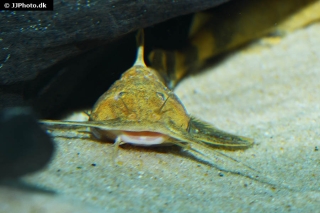 Glyptothorax rugimentum Glyptothorax rugimentum