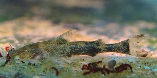 Glyptothorax rugimentum Glyptothorax rugimentum