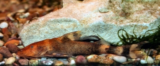 Glyptothorax rugimentum Glyptothorax rugimentum