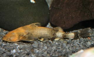 Glyptothorax rugimentum Glyptothorax rugimentum