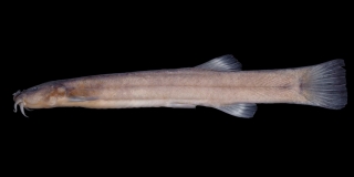 Cambeva ventropapillata