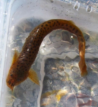 Hatcheria macraei Hatcheria macraei