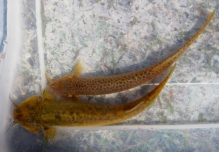 Hatcheria macraei Hatcheria macraei