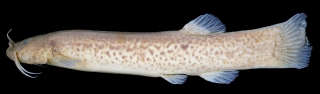 Trichomycterus berthalutzae