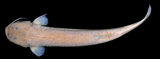 Trichomycterus berthalutzae