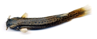 Trichomycterus caliensis