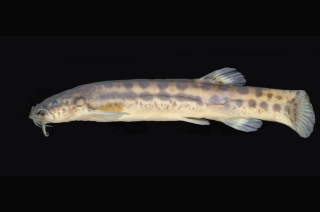 Trichomycterus castelensis