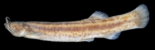 Trichomycterus fabioheppi