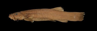 Trichomycterus spegazzinii