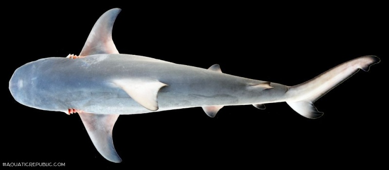 Carcharhinus leucas