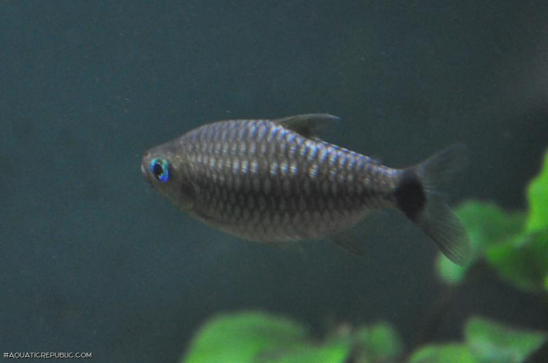 Bario cosmops