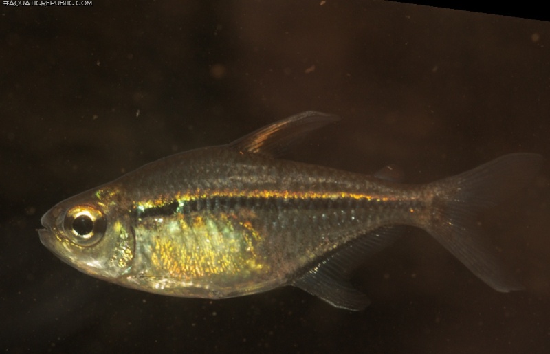 Hemigrammus ulreyi