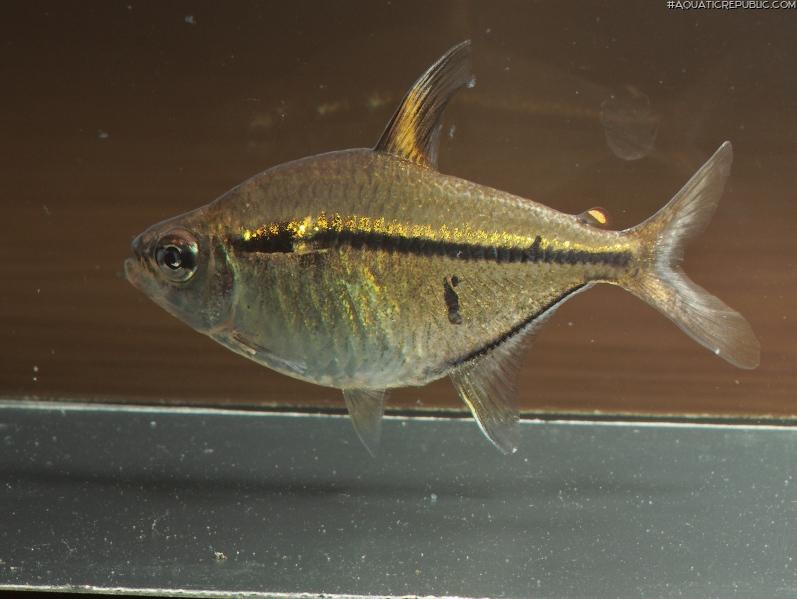 Hemigrammus ulreyi