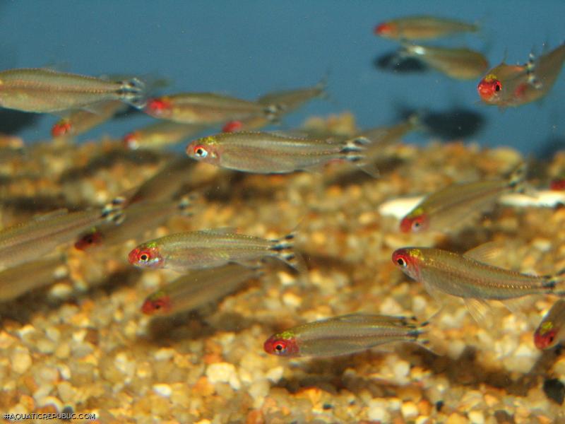 Petitella bleheri