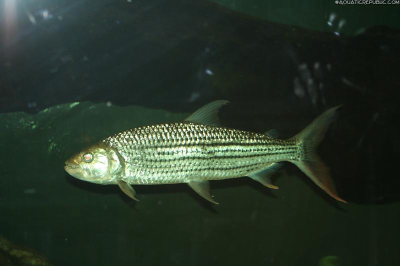 Hydrocynus vittatus