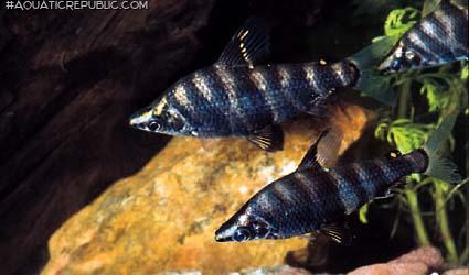 Abramites hypselonotus