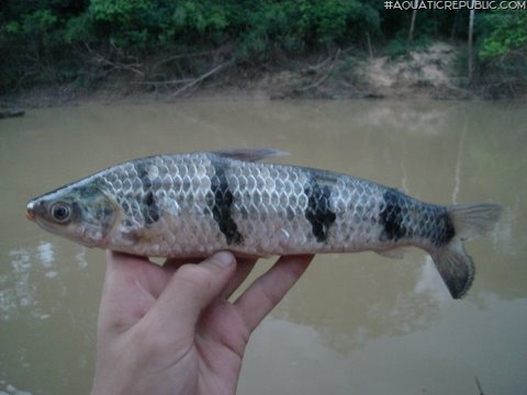 Leporinus fasciatus