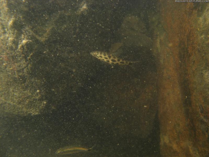 Leporinus julii