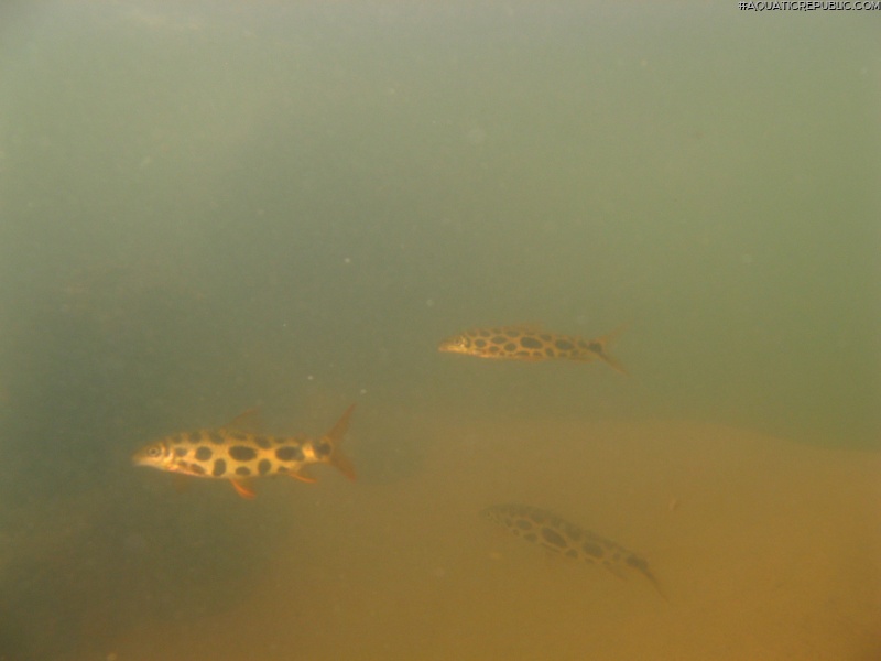 Leporinus julii
