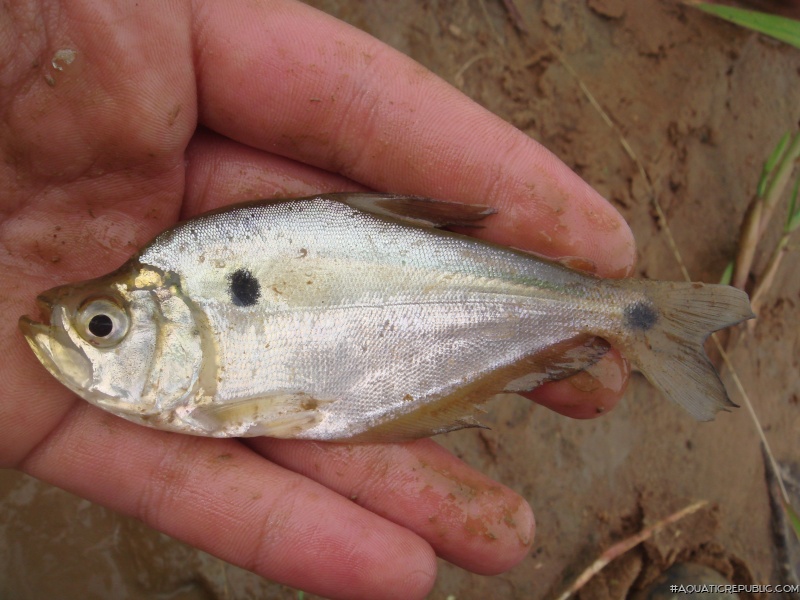 Charax gibbosus