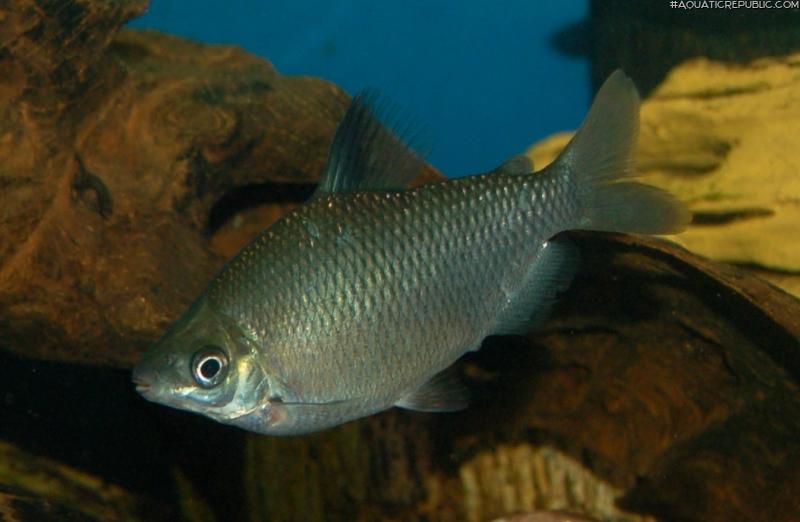 Distichodus affinis