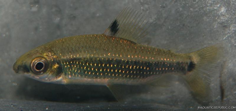 Distichodus teugelsi