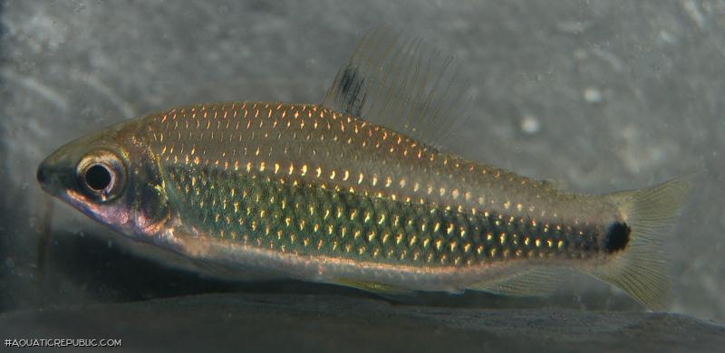 Distichodus teugelsi