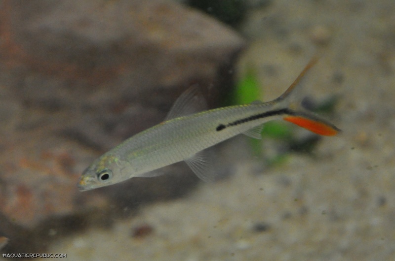 Hemiodus gracilis