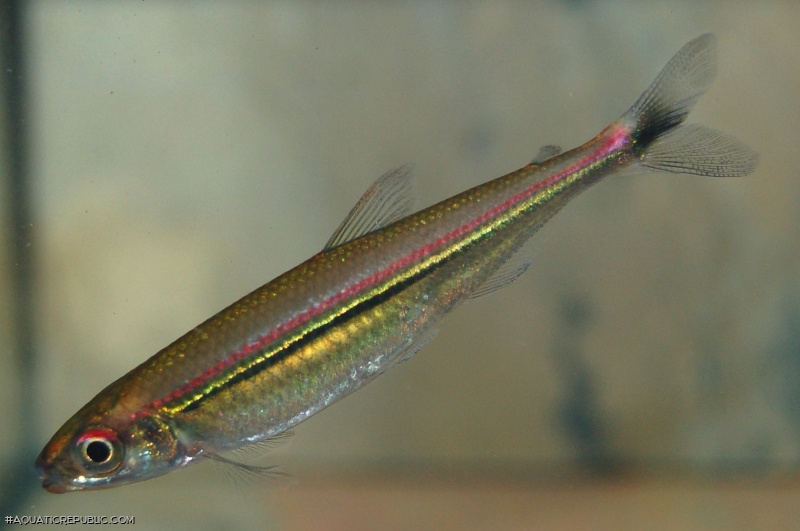 Iguanodectes geisleri