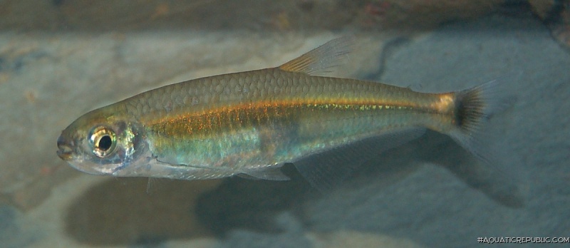 Iguanodectes spilurus