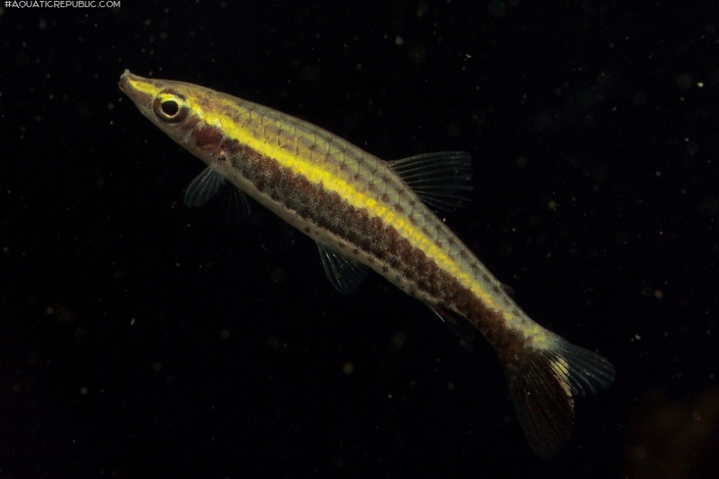 Nannostomus eques