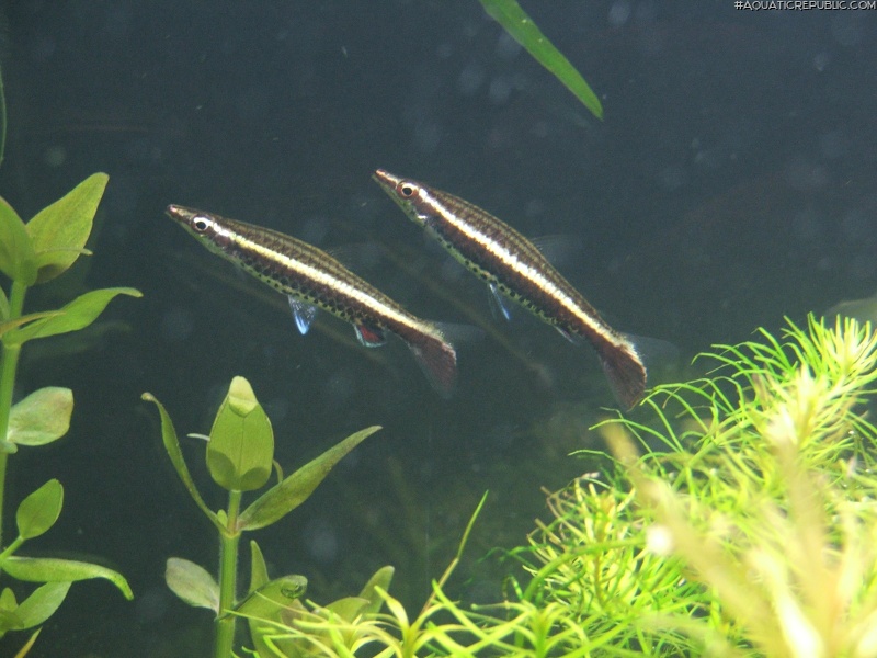 Nannostomus eques