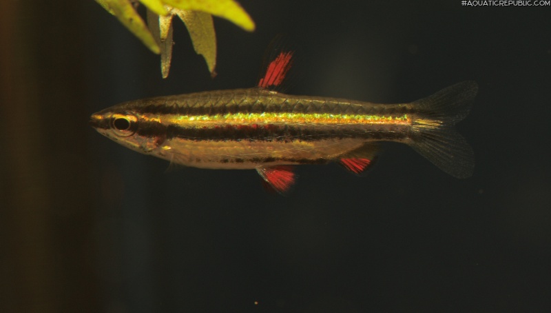 Nannostomus marginatus