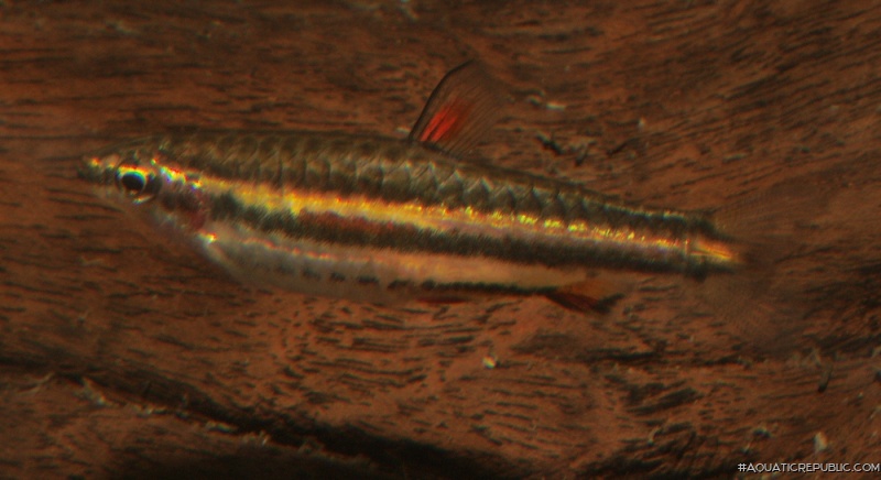 Nannostomus marginatus