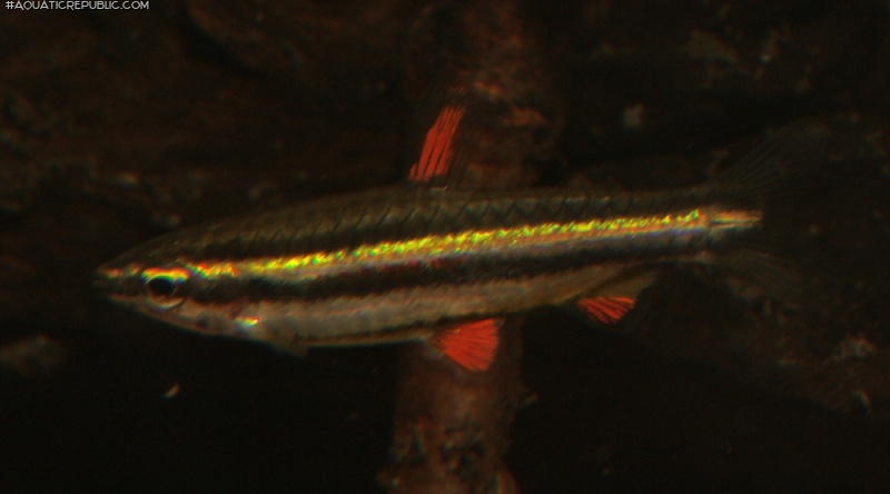 Nannostomus marginatus